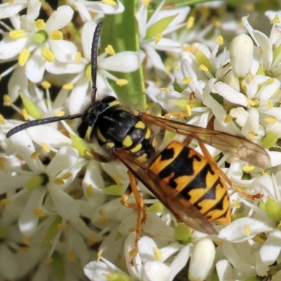 Vespula germanica (European wasp) at Ewart Brothers Reserve - 28 Jan 2024 by KylieWaldon