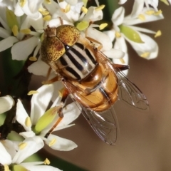 Eristalinus punctulatus (Golden Native Drone Fly) at Ewart Brothers Reserve - 28 Jan 2024 by KylieWaldon