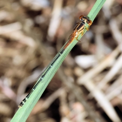 Xanthagrion erythroneurum (Red & Blue Damsel) at Wodonga - 28 Jan 2024 by KylieWaldon