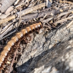 Paradoxosomatidae sp. (family) (Millipede) at Uriarra Recreation Reserve - 19 Jan 2024 by SWishart