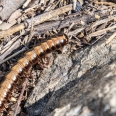 Paradoxosomatidae sp. (family) (Millipede) at Strathnairn, ACT - 18 Jan 2024 by SWishart