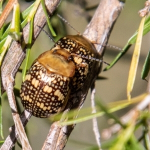 Paropsis pictipennis at Lower Molonglo - 19 Jan 2024