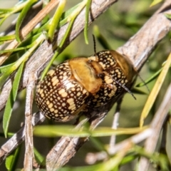 Paropsis pictipennis at Lower Molonglo - 19 Jan 2024