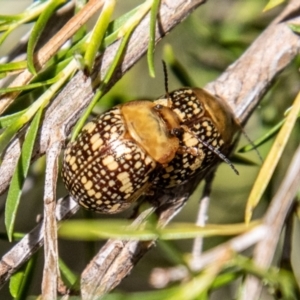 Paropsis pictipennis at Lower Molonglo - 19 Jan 2024 10:55 AM