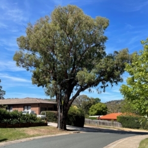 Eucalyptus sideroxylon at Gowrie, ACT - 28 Jan 2024 04:00 PM