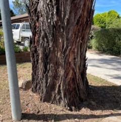 Eucalyptus sideroxylon at Gowrie, ACT - 28 Jan 2024 04:00 PM