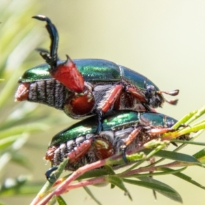 Repsimus manicatus montanus at Lower Molonglo - 19 Jan 2024