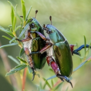 Repsimus manicatus montanus at Lower Molonglo - 19 Jan 2024