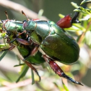 Repsimus manicatus montanus at Lower Molonglo - 19 Jan 2024