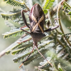 Mictis profana at Lower Molonglo - 19 Jan 2024 11:16 AM