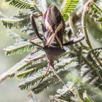 Mictis profana (Crusader Bug) at Lower Molonglo - 19 Jan 2024 by SWishart