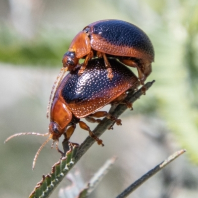 Dicranosterna immaculata (Acacia leaf beetle) at Lower Molonglo - 19 Jan 2024 by SWishart