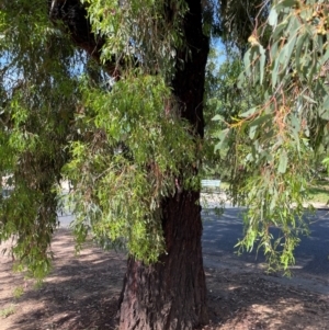 Eucalyptus sideroxylon at Gowrie, ACT - 28 Jan 2024