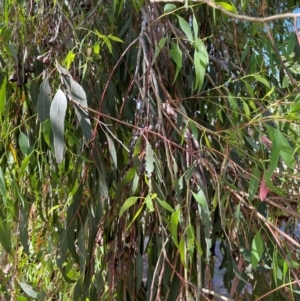 Eucalyptus sideroxylon at Gowrie, ACT - 28 Jan 2024