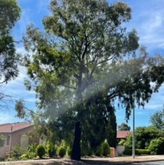 Eucalyptus sideroxylon at Gowrie, ACT - 28 Jan 2024