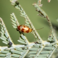 Monolepta juno at Lower Molonglo - 19 Jan 2024