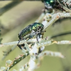Diphucephala sp. (genus) (Green Scarab Beetle) at Lower Molonglo - 19 Jan 2024 by SWishart