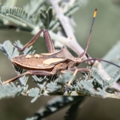 Mictis profana (Crusader Bug) at Lower Molonglo - 19 Jan 2024 by SWishart