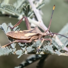 Mictis profana (Crusader Bug) at Strathnairn, ACT - 19 Jan 2024 by SWishart