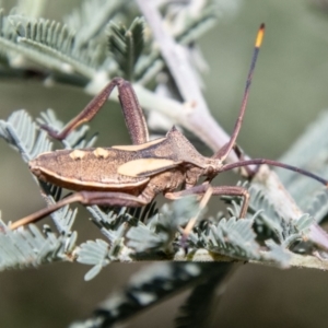 Mictis profana at Lower Molonglo - 19 Jan 2024