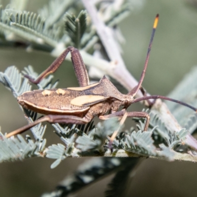 Mictis profana (Crusader Bug) at Strathnairn, ACT - 19 Jan 2024 by SWishart