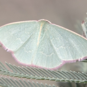 Chlorocoma vertumnaria at Lower Molonglo - 19 Jan 2024