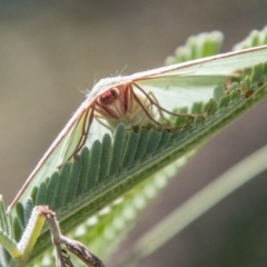 Chlorocoma vertumnaria at Lower Molonglo - 19 Jan 2024