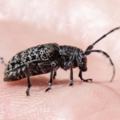 Ancita australis (Longicorn or longhorn beetle) at Strathnairn, ACT - 19 Jan 2024 by SWishart