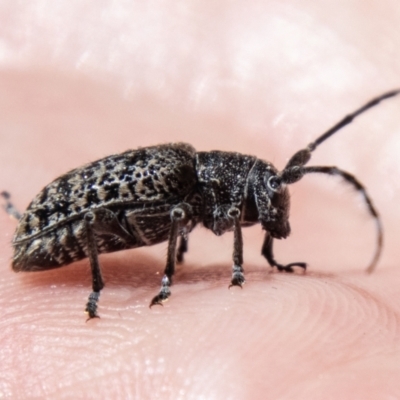 Ancita australis (Longicorn or longhorn beetle) at Lower Molonglo - 19 Jan 2024 by SWishart