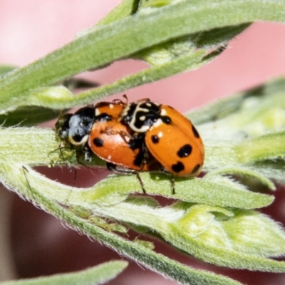 Hippodamia variegata (Spotted Amber Ladybird) at Lower Molonglo - 19 Jan 2024 by SWishart