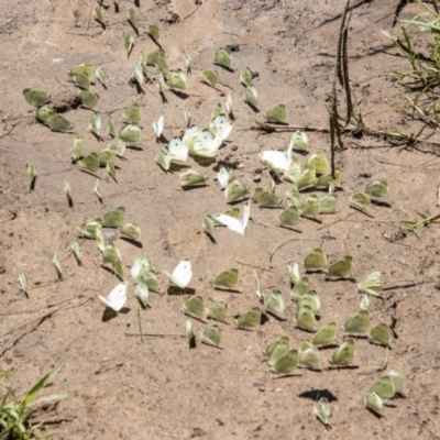 Pieris rapae (Cabbage White) at Molonglo River Reserve - 19 Jan 2024 by SWishart