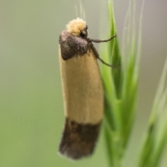 Edosa / TineaX (Tineaidae / Incurvariidae) at Namadgi National Park - 25 Jan 2024 by patrickcox