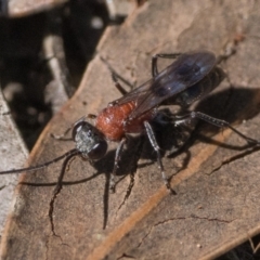 Psoropempula sp. (genus) (A spider wasp) at Block 402 - 27 Jan 2024 by patrickcox