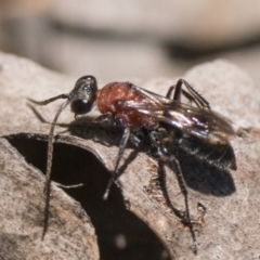 Psoropempula sp. (genus) at Denman Prospect 2 Estate Deferred Area (Block 12) - 28 Jan 2024 05:00 AM