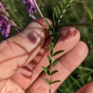 Vicia villosa at Stranger Pond - 28 Jan 2024