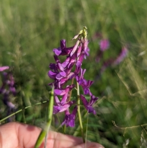 Vicia villosa at Stranger Pond - 28 Jan 2024