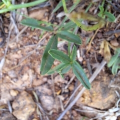 Cullen tenax at Mount Majura - 25 Jan 2024