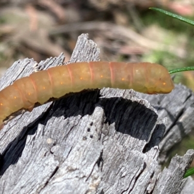 Geometridae (family) IMMATURE (Unidentified IMMATURE Geometer moths) at Rob Roy Range - 28 Jan 2024 by Shazw