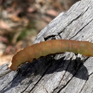 Geometridae (family) IMMATURE at Rob Roy Range - 28 Jan 2024