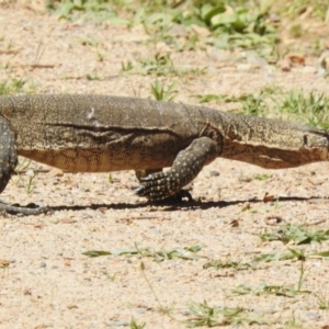 Varanus rosenbergi at Namadgi National Park - suppressed