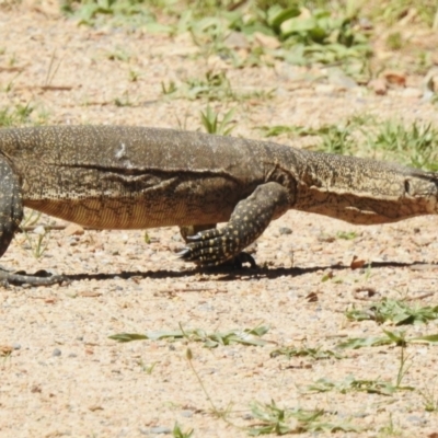 Varanus rosenbergi (Heath or Rosenberg's Monitor) at Namadgi National Park - 28 Jan 2024 by JohnBundock