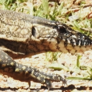 Varanus rosenbergi at Namadgi National Park - suppressed