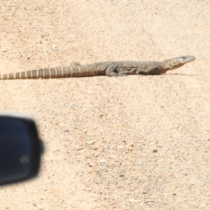 Varanus rosenbergi at Namadgi National Park - suppressed