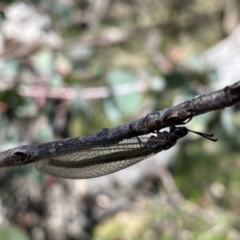 Unidentified Lacewing (Neuroptera) at Banks, ACT - 28 Jan 2024 by Shazw