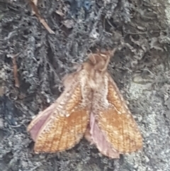 Elhamma australasiae (Elhamma) at Uriarra Village, ACT - 28 Jan 2024 by Harrisi