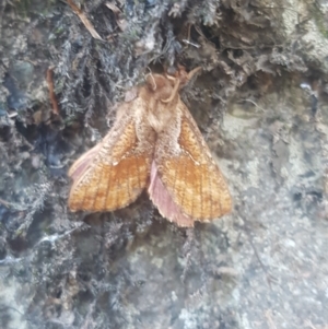 Elhamma australasiae at Lower Cotter Catchment - 28 Jan 2024