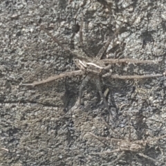 Dolomedes sp. (genus) (Fishing spider) at Lower Cotter Catchment - 28 Jan 2024 by Harrisi