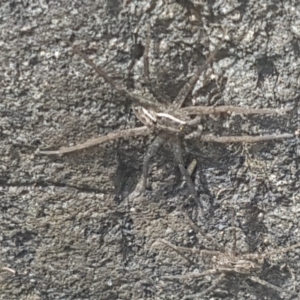 Dolomedes sp. (genus) at Lower Cotter Catchment - 28 Jan 2024