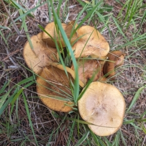 Suillus granulatus at Giralang, ACT - 28 Jan 2024