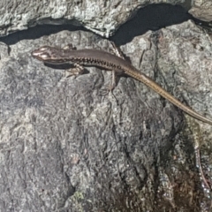 Eulamprus heatwolei (Yellow-bellied Water Skink) at Lower Cotter Catchment - 28 Jan 2024 by Harrisi